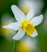 Narcissus for Grass Collection