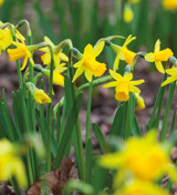 Narcissus for Grass Collection