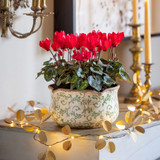 Cyclamen in Wavy Edged Green Ceramic Bowl