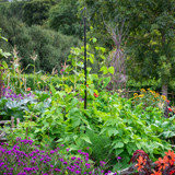 Pea and Bean Maypole