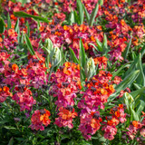Erysimum 'Winter Orchid' Erysimum 'Winter Orchid'