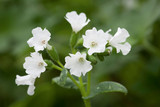 Pulmonaria 'Sissinghurst White'