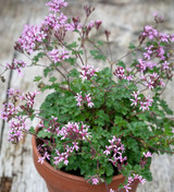 Pelargonium 'Deerwood Lavender Lass' (Scented)