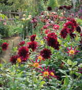Grow Your Own Cut Flowers with Sarah Raven at Perch Hill Farm, East Sussex