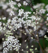 Anthriscus sylvestris 'Ravenswing'