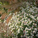 Erigeron karvinskianus 'Profusion'
