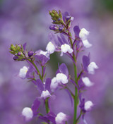 Linaria maroccana 'Licilia Azure'