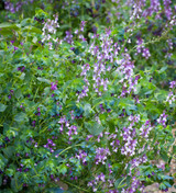 Linaria maroccana 'Licilia Azure'