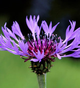 Centaurea montana