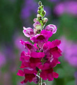 Antirrhinum majus 'Sonnet Burgundy' F1
