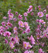 Anemone hupehensis var. japonica 'Pamina'
