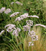 Common Valerian (Valeriana officinalis)