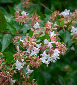 Abelia x grandiflora Abelia x grandiflora