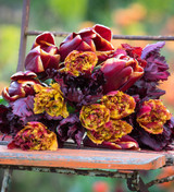 Tulip 'Bastia'