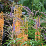Veronicastrum virginicum 'Fascination'