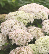 Hydrangea arborescens 'BellaRagazza Blanchetta'