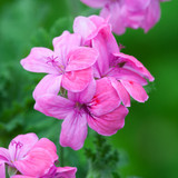 Pelargonium 'Clorinda'