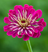 Zinnia elegans 'Benary's Giant Wine'