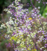 Thalictrum Border Collection
