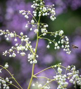 Thalictrum delavayi 'Album'