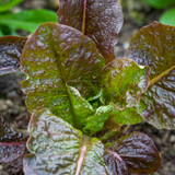 Lettuce 'Moonred'