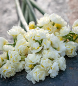 Double Paperwhite 'Erlicheer' in an Embossed Zinc Pot