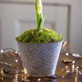 Amaryllis in an Embossed Zinc Pot