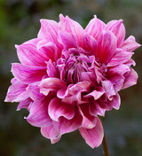 Bubblebath Dahlia Collection