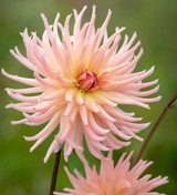 Bubblebath Dahlia Collection