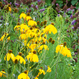 Rudbeckia laciniata 'Herbstsonne'