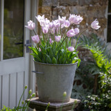 Tulip 'Silver Cloud'