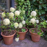 Hydrangea paniculata 'Skyfall'