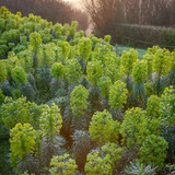 Euphorbia characias subsp. Wulfenii