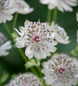 Astrantia major 'Margery Fish'