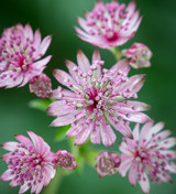 Astrantia major 'Sparkling Stars Red'