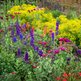 Grow Your Own Cut Flowers with Sarah Raven at Thyme, Gloucestershire