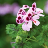 Pelargonium quercifolium