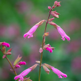 Salvia 'Kisses & Wishes'