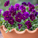 Viola x wittrockiana 'Cool Wave Raspberry'