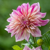 Ultimate Cafe au Lait Dahlia Collection
