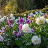 Ultimate Cafe au Lait Dahlia Collection