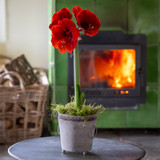 Amaryllis in Zinc Lattice Pot