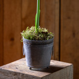 Amaryllis in Zinc Lattice Pot