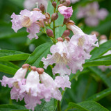 Chitalpa tashkentensis 'Summer Bells'