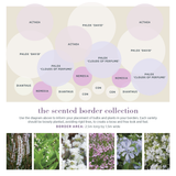 The Scented Border Collection