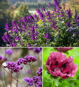 Sarah's Rich Border Collection
