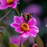 Dahlia 'Happy Single Juliet'