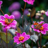 Dahlia 'Happy Single Juliet'