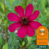 Cosmos atrosanguineus 'Cherry Chocolate'