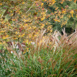 Miscanthus sinensis 'Yakushima Dwarf'